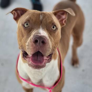 Benny -  Mixed Breed Dog for Adoption in Sarasota, Florida - Benny | PetCurious