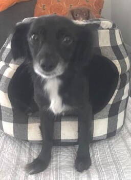 Rescue Chihuahua and Spaniel Dogs for Adoption in Los Angeles, California - Matilda - San Diego | PetCurious