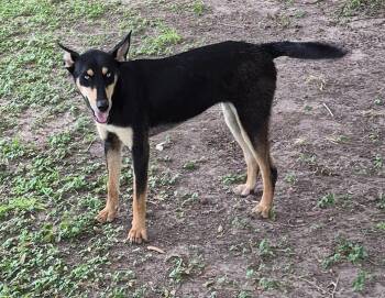 Doberman Pinscher and Husky Dogs Available for Adoption in Mcallen, Texas - Venus | PetCurious
