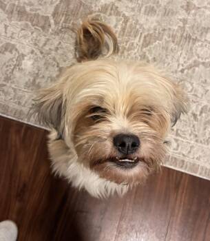 Shih Tzu Dogs Available for Adoption - Milo | PetCurious