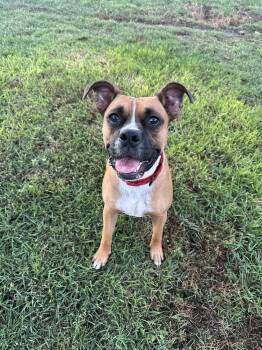 Rescue Boxer Dogs for Adoption in Rapid City, South Dakota - Jax | PetCurious