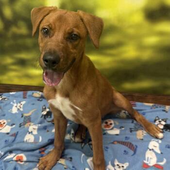 Toby -  Mixed Breed Dog for Adoption in Auburn, New Hampshire - Toby | PetCurious