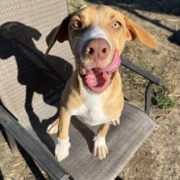 Rescue Border Collie and Hound Dogs for Adoption in Pottsboro, Texas - Hunter | PetCurious