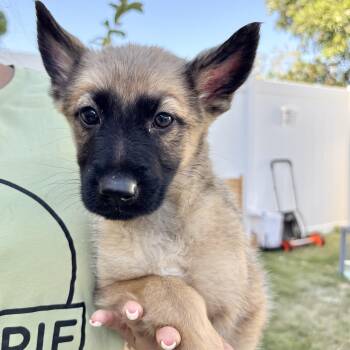 Smokey -  Shepherd Dog for Adoption in Rancho Santa Margarita, California - Smokey | PetCurious