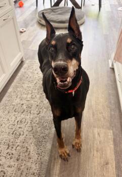 Cody -  Doberman Pinscher Dog for Adoption in Arlington, Virginia - Cody | PetCurious