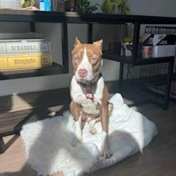 Terrier Dogs Available for Adoption in Wake Forest, North Carolina - Erin | PetCurious