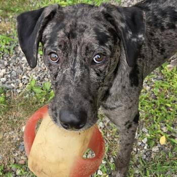 CT Colt -  Catahoula Leopard Dog and Mixed Breed Dog for Adoption in Stormville, New York - CT Colt | PetCurious
