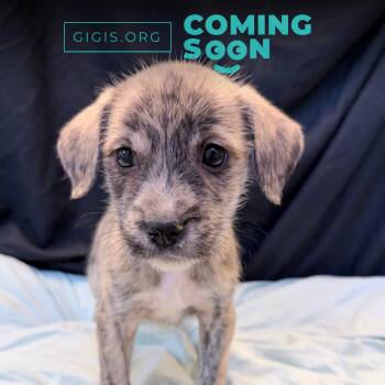 Mixed Breed Dogs Available for Adoption in Canal Winchester, Ohio - Beachball | PetCurious