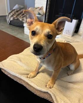 Nala -  Chihuahua and Italian Greyhound Dog for Adoption in Houston, Texas - Nala | PetCurious