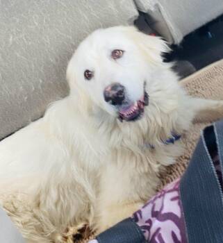 Bianca -  Great Pyrenees Dog for Adoption in Spring, Texas - Bianca | PetCurious
