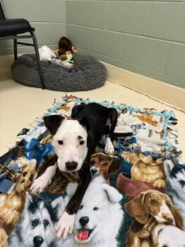 Tux -  Terrier and Labrador Retriever Dog for Adoption in Kalamazoo, Michigan - Tux | PetCurious