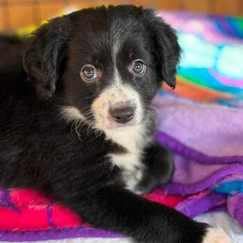 Moon -  Australian Shepherd and Collie Dog for Adoption in Montgomery, Texas - Moon | PetCurious