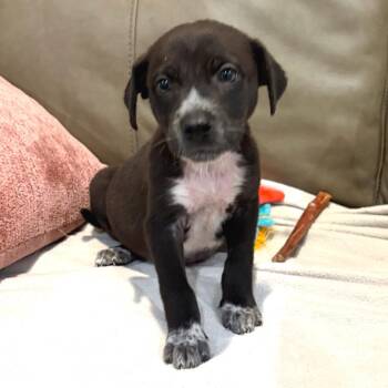 Dave -  Labrador Retriever and Mixed Breed Dog for Adoption in Overland Park, Kansas - Dave | PetCurious