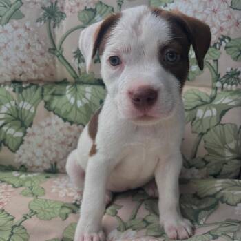 Sanji -  Terrier Dog for Adoption in Tampa, Florida - Sanji | PetCurious