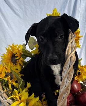 Rescue Terrier Dogs for Adoption in Haslet, Texas - Benji | PetCurious