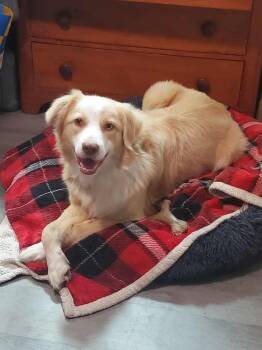 Rescue Australian Shepherd Dogs for Adoption in Ontario, California - Fletcher NC | PetCurious