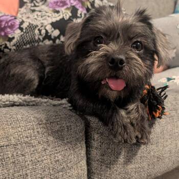 Daffodil -  Terrier Dog for Adoption in Escondido, California - Daffodil | PetCurious
