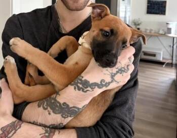 Labrador Retriever Dogs Available for Adoption in Colorado Springs, Colorado - Uptown Girl | PetCurious