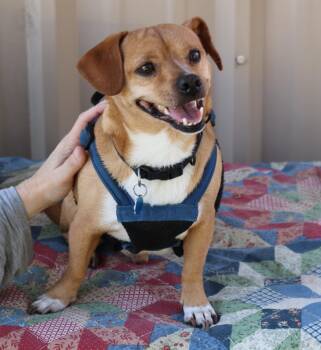 Maverick -  Chihuahua and Dachshund Dog for Adoption in Bandera, Texas - Maverick | PetCurious