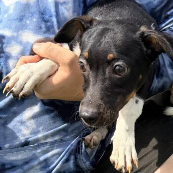 Terrier Dogs Available for Adoption in Nashville, Tennessee - Ivan | PetCurious