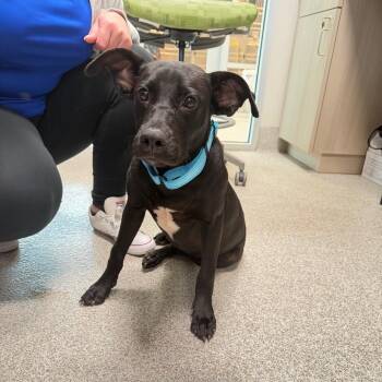 Oreo Cheesecake -  Mixed Breed Dog for Adoption in Englewood, Florida - Oreo Cheesecake | PetCurious