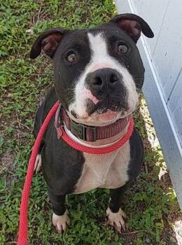 Rescue American Staffordshire Terrier Dogs for Adoption in Fort Lauderdale, Florida - COOKIE | PetCurious