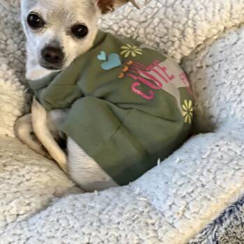 Aspen -  Chihuahua Dog for Adoption in Springfield, Virginia - Aspen | PetCurious