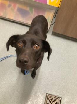 HONEY -  Labrador Retriever and Mixed Breed Dog for Adoption in Baytown, Texas - HONEY | PetCurious
