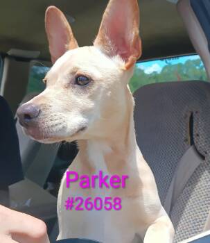Parker -  French Bulldog Dog for Adoption in Logan, Utah - Parker | PetCurious