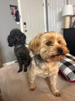 Rescue Poodle Dogs for Adoption in Lexington, Kentucky - Baxter & Coco | PetCurious