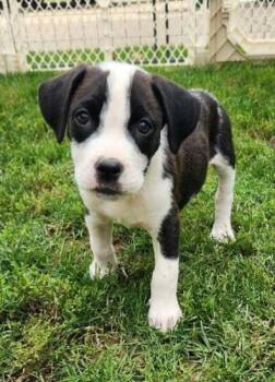SHEN -  Pit Bull Terrier Dog for Adoption in Louisville, Ohio - SHEN | PetCurious