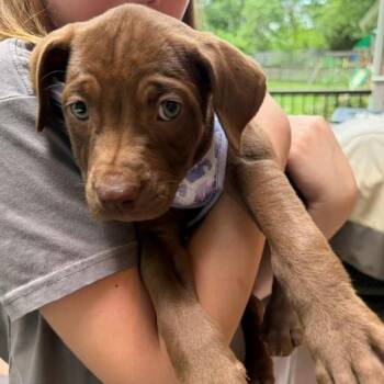 Labrador Retriever Dogs Available for Adoption in Fairfax Station, Virginia - Cherry | PetCurious