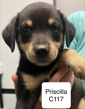 Priscilla C117 -  Terrier Dog for Adoption in Morganton, North Carolina - Priscilla C117 | PetCurious