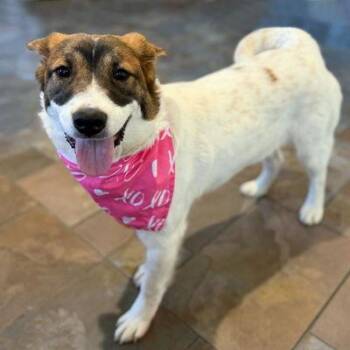 Terrier and Australian Shepherd Dogs Available for Adoption - Posey | PetCurious