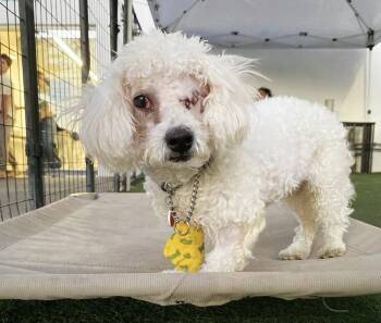 Rescue Poodle Dogs for Adoption in Los Angeles, California - Chauncey | PetCurious