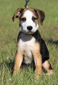 Rosemary -  Hound Dog for Adoption in North Fort Myers, Florida - Rosemary | PetCurious