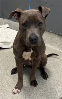 BRANDI -  American Staffordshire Terrier Dog for Adoption in Tallahassee, Florida - BRANDI | PetCurious