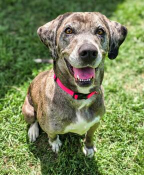 Catahoula Leopard Dog Dogs Available for Adoption in Gainesville, Texas - Estella | PetCurious