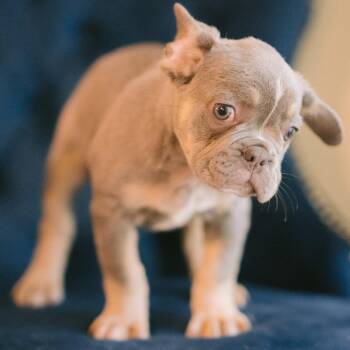 Nikko -  French Bulldog Dog for Adoption in Zionsville, Indiana - Nikko | PetCurious