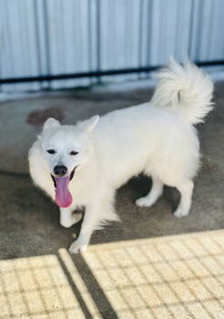 Rescue Shepherd Dogs for Adoption in Waldron, Arkansas - Snowball | PetCurious