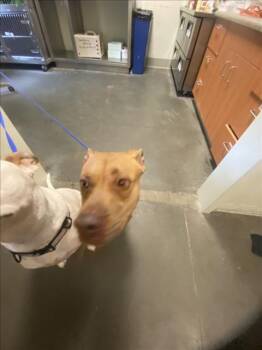 Rescue Vizsla and Mixed Breed Dogs for Adoption in Santa Cruz, California - NUTMEG* | PetCurious