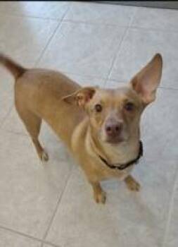 Chihuahua Dogs Available for Adoption - Gigi | PetCurious