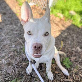Pit Bull Terrier Dogs Available for Adoption - Crumb | PetCurious