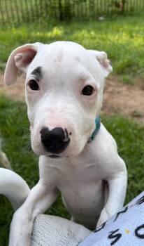 Madeline-DEAF -  Mixed Breed Dog for Adoption in Mount Pleasant, South Carolina - Madeline-DEAF | PetCurious