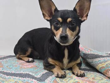 Sorrel -  Chihuahua and Dachshund Dog for Adoption in New York, New York - Sorrel | PetCurious