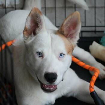 Husky Dogs Available for Adoption in Austin, Texas - Reese Wren KH | PetCurious