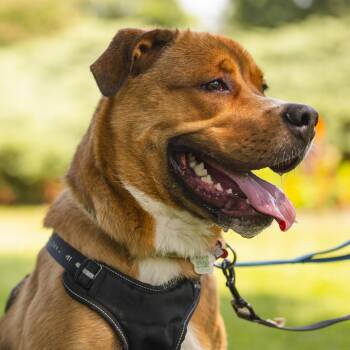 Kyle -  Mixed Breed Dog for Adoption in Mississauga, Ontario - Kyle | PetCurious