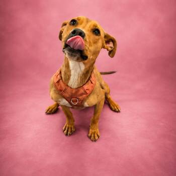 Piranha -  Pit Bull Terrier Dog for Adoption in Anderson, Texas - Piranha | PetCurious