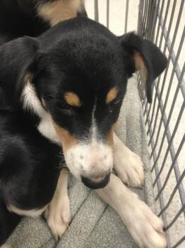 A431502 -  Australian Shepherd Dog for Adoption in Conroe, Texas - A431502 | PetCurious