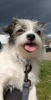 Chihuahua Dogs Available for Adoption in Warren, Pennsylvania - Sassy | PetCurious